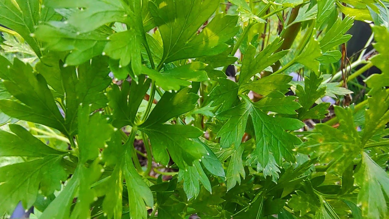 COMO GERMINAR SEMENTES DE SALSINHA EM 7 DIAS.