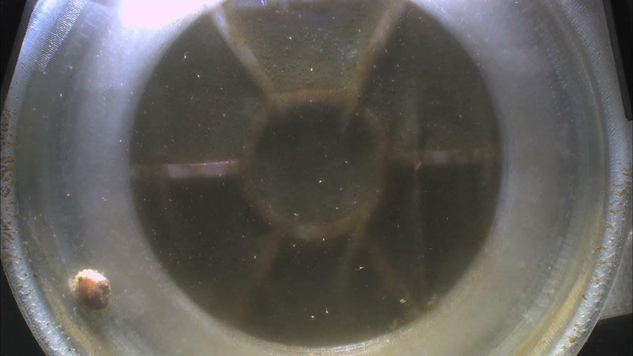 1.5 Hour Old Skunk Cleaner Shrimp Zoeae in a 3d Printed Kreisel