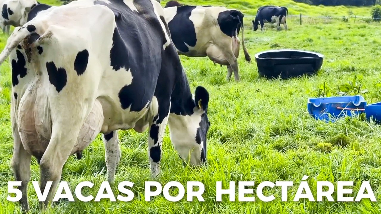 LA MEJOR GENÉTICA DE VACAS LECHERAS HOLSTEIN QUE HE VISTO EN PASTOREO - EL HATO, COLOMBIA 🇨🇴