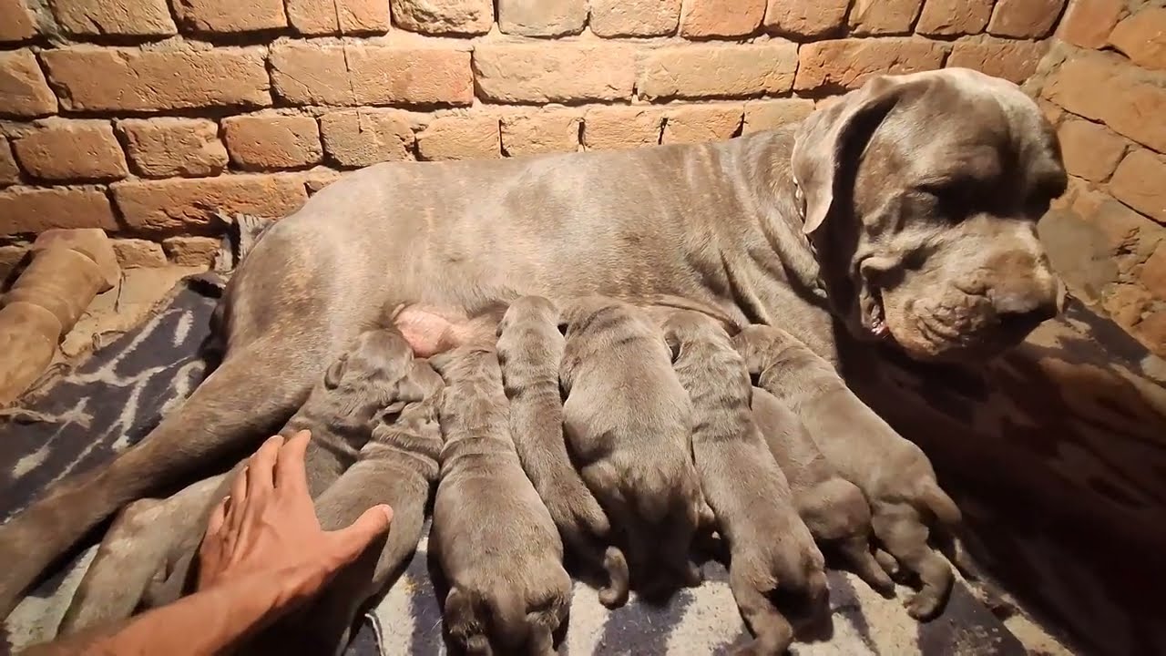 Import Blood Line Blue Cane Corso Puppy Available For Sale  🧿🤗 price 80000 [ Aston The Cane Corso]