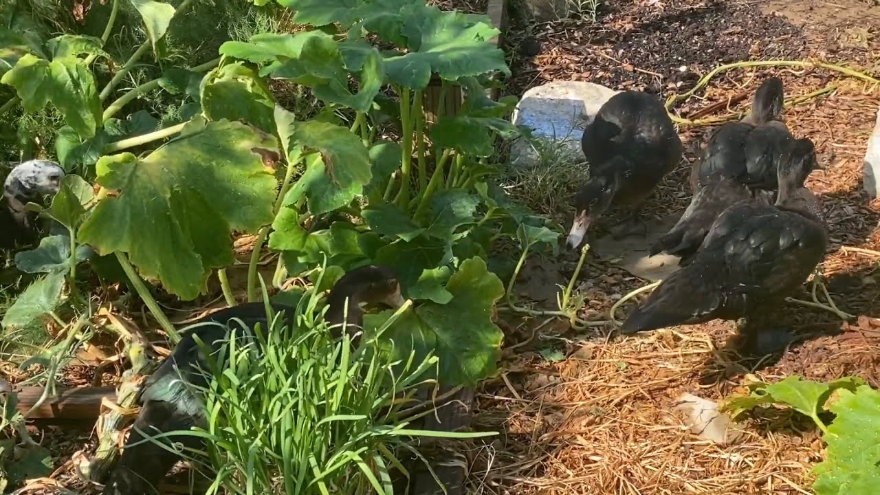 Raising Muscovy Ducks in The Garden