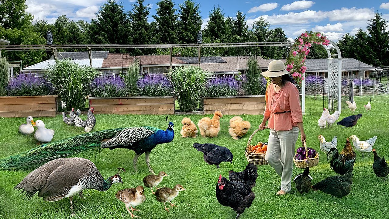 Mastering 365 Days of Organic Farming: Raising Rare Poultry, Gardening, Harvesting & Cooking