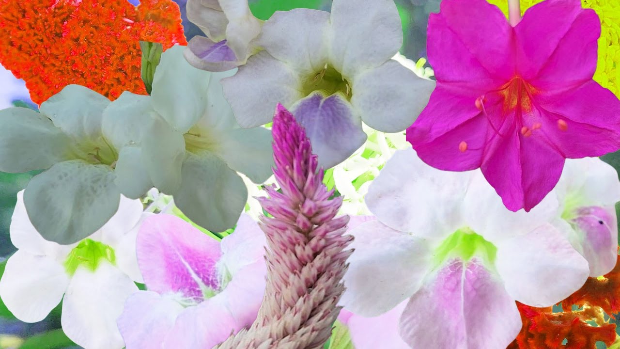 Different Types of Wild Flowers , Natural Beauty Around Us |Best Relaxation