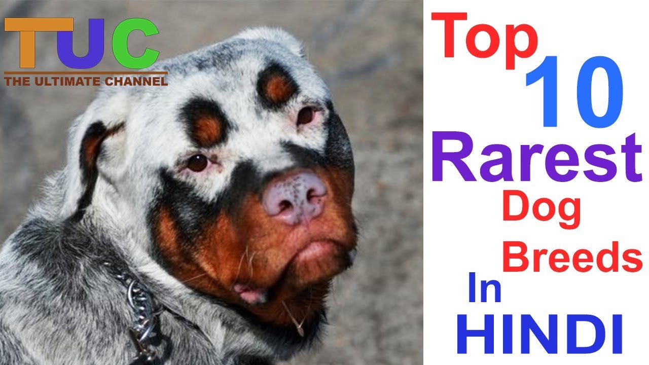 Top 10 Rarest Dog Breeds | Top 10 |  Dog Information | The Ultimate Channel