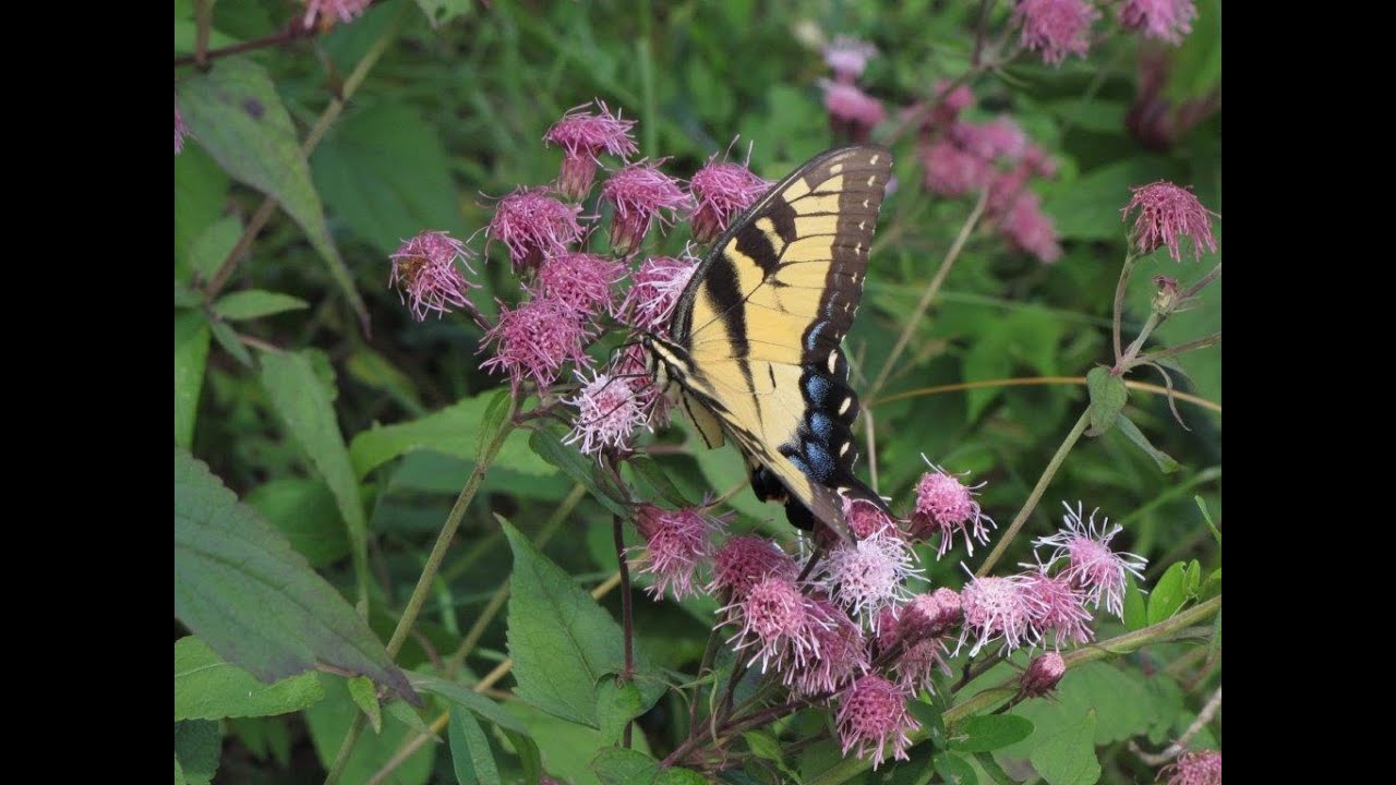 Jaret Daniels: Creating Pollinator Pathways in the Built Environment