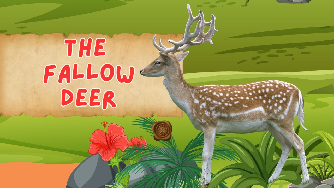 Fallow Deer: Can They Thrive With Us?