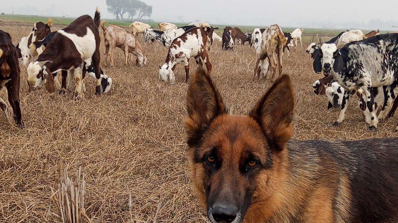 🐐 Grazing Goats in Dry Winter Field with My German Shepherd | Cold Weather Farming