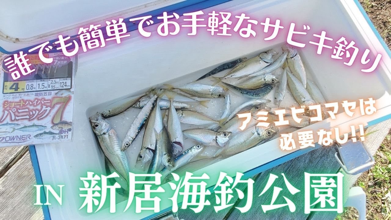 【サビキ釣り】コマセは不要！新居弁天海釣公園でサビキ釣り　2023年6月中旬