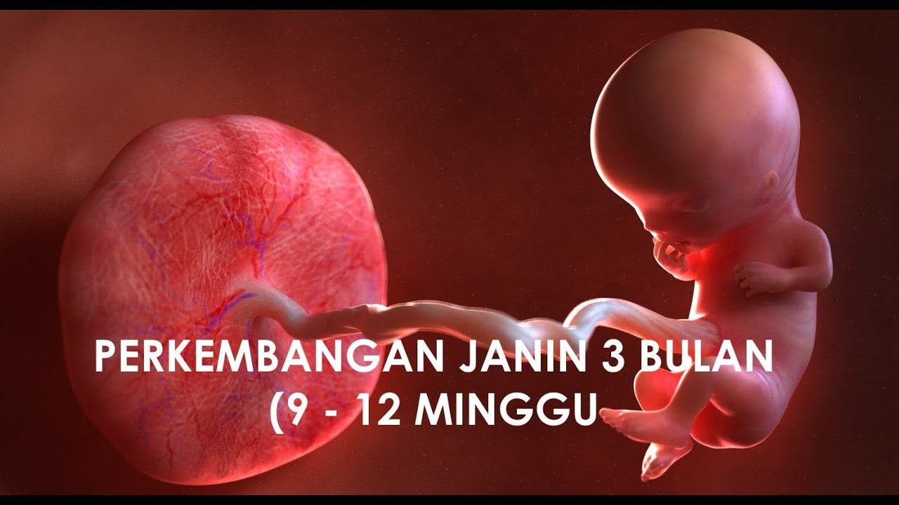PERKEMBANGAN JANIN 3 BULAN (9 - 12 MINGGU)