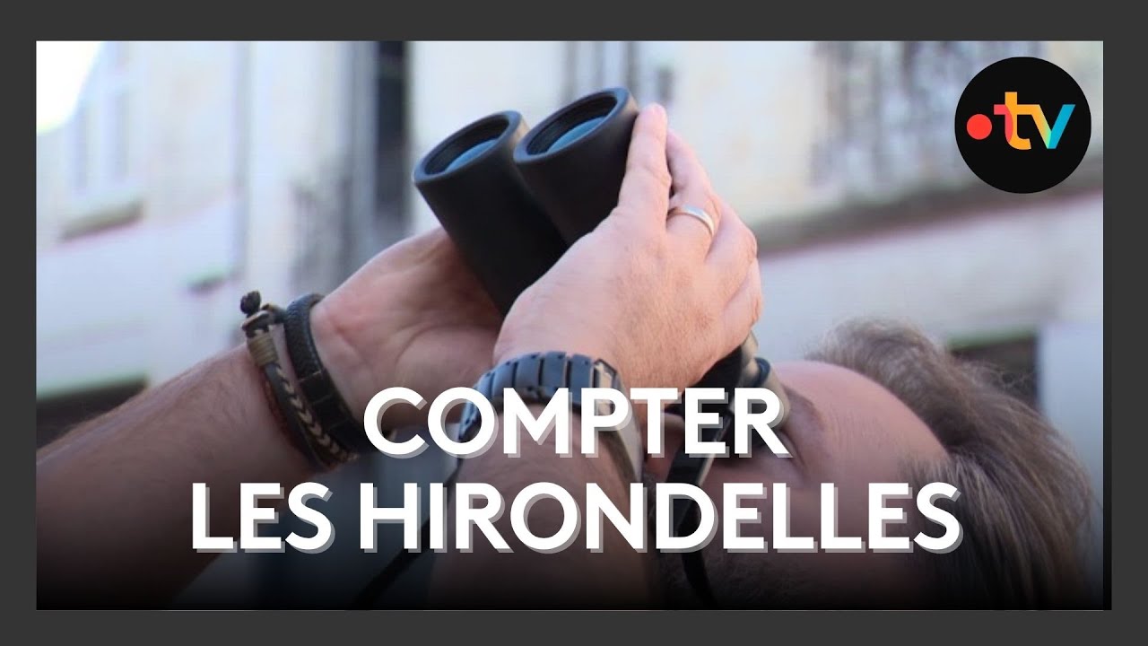 Un quart des hirondelles a disparu : la LPO mène l’enquête à Rochefort
