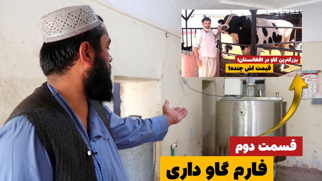 قسمت دوم فارم گاو داری - تولید لبنیات و صادرات آن از هرات