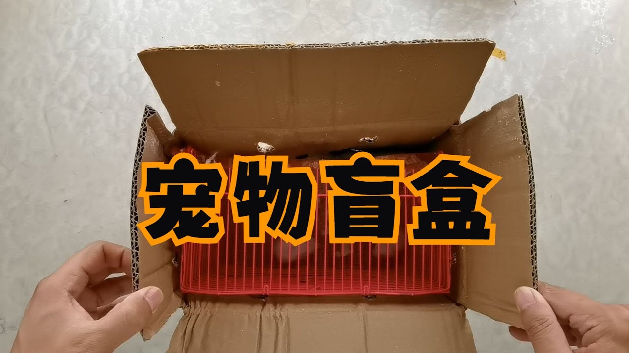 买了一箱宠物盲盒？能开出什么好宝宝呢？