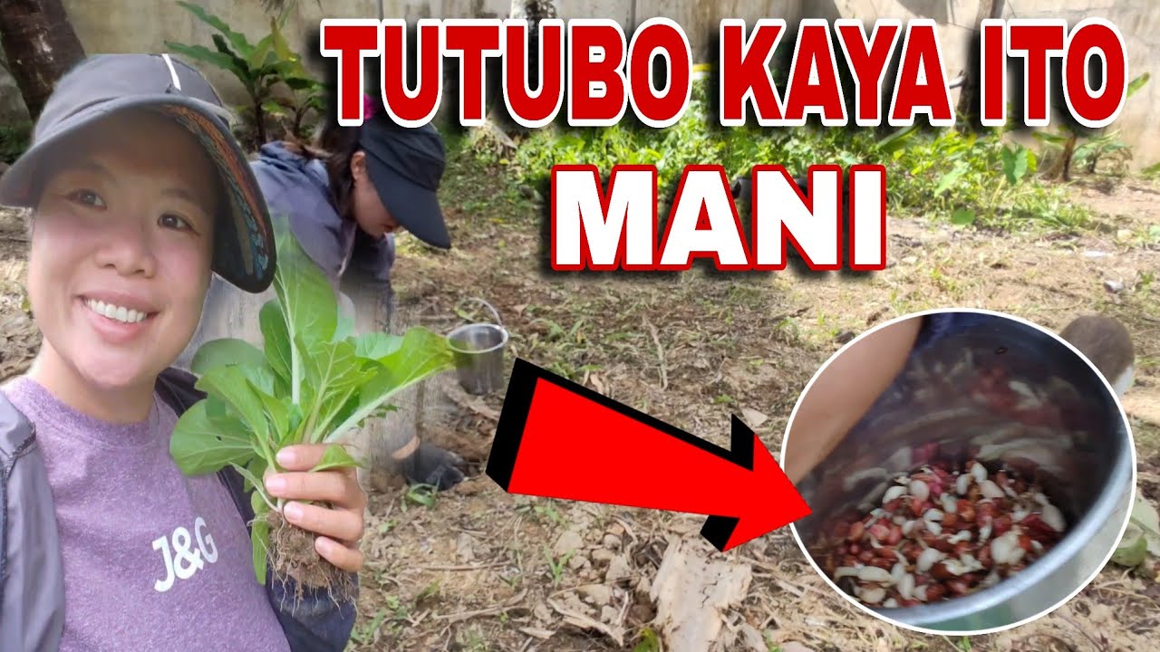 ⛔TUTUBO KAYA ITO SA BACKYARD 🤔MANI NAMAN ANG ITATANIM KO