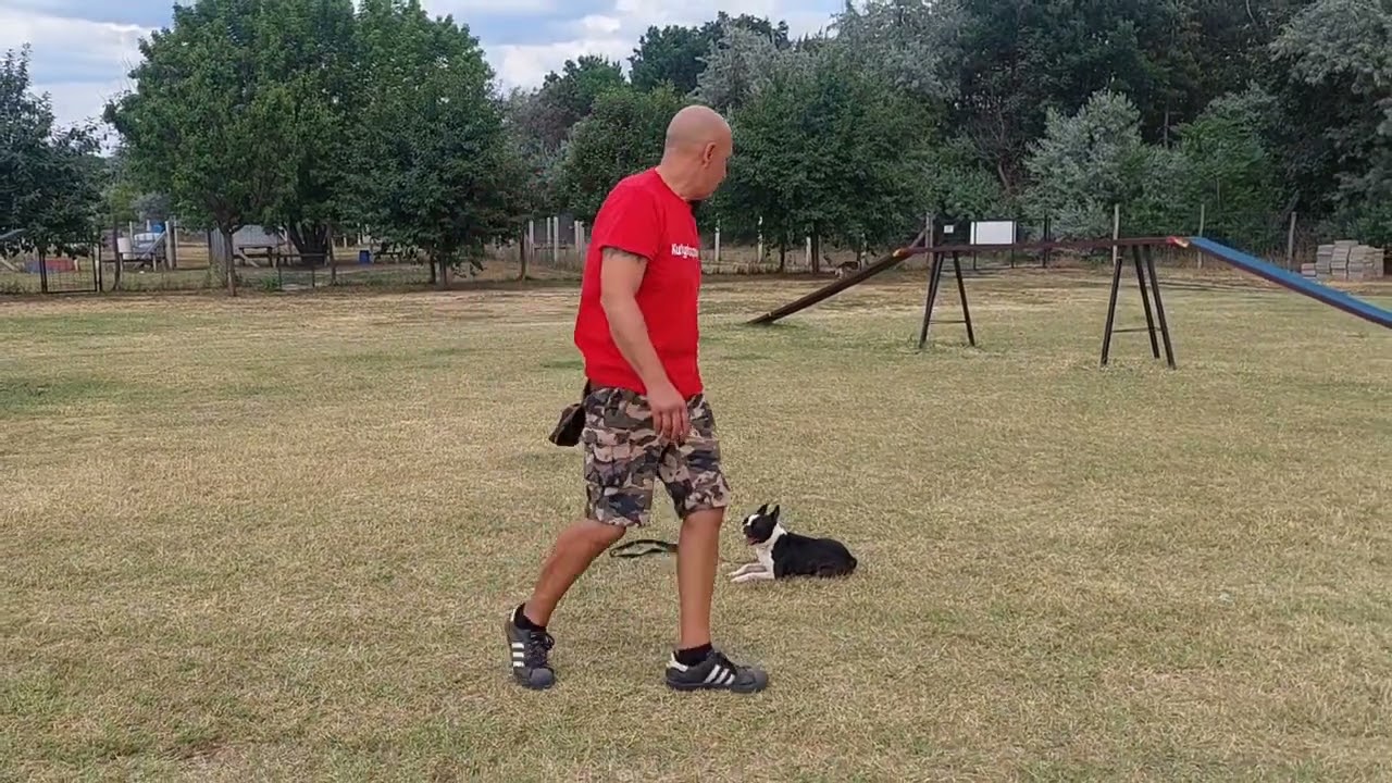 Boston terrier kutyakiképzés kutyaiskola oktatás