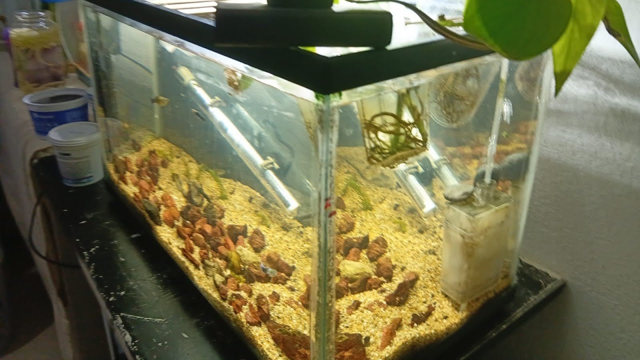 Actualización de las 2 peceras gamba, guppy y Molly.