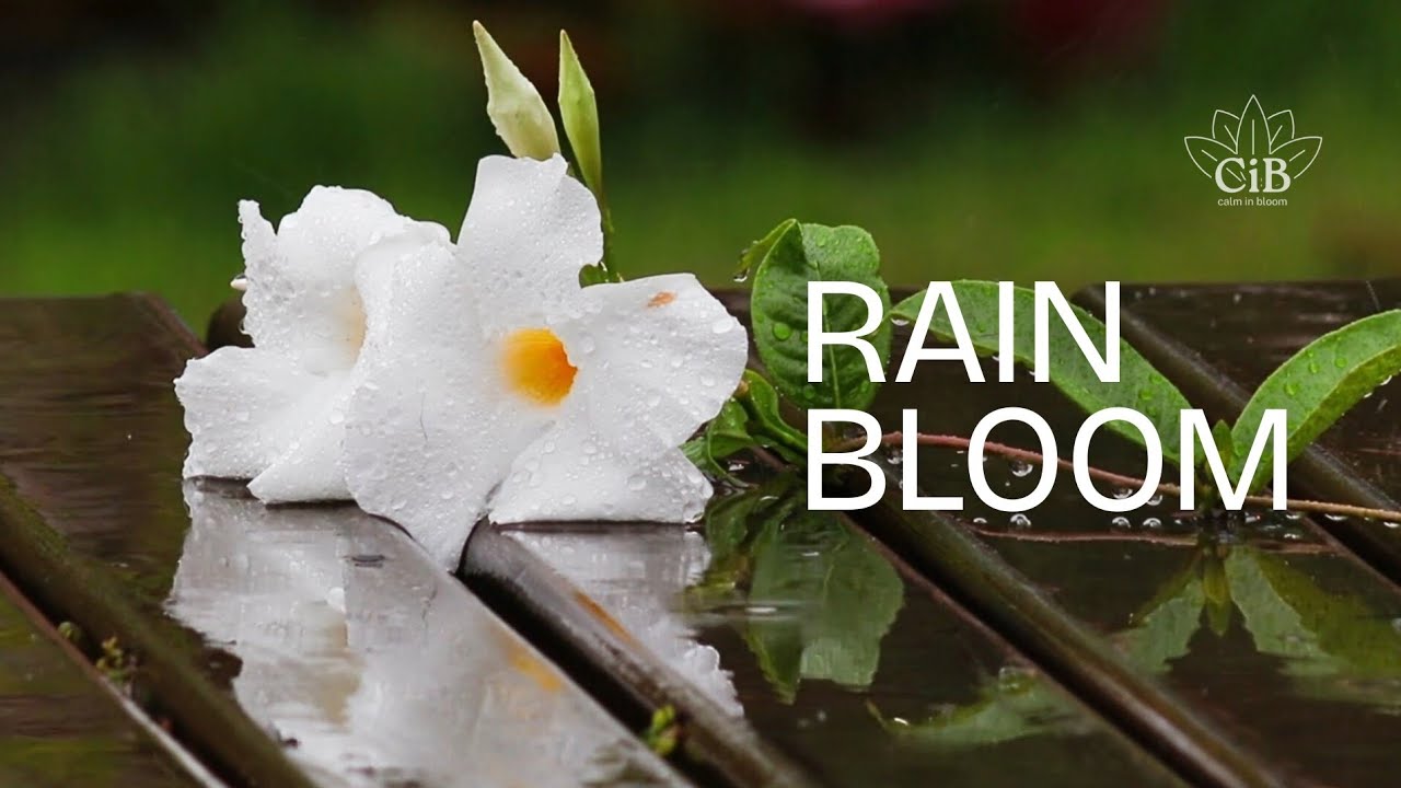 Soft Rain Over Blooming Flowers | Calm in Bloom