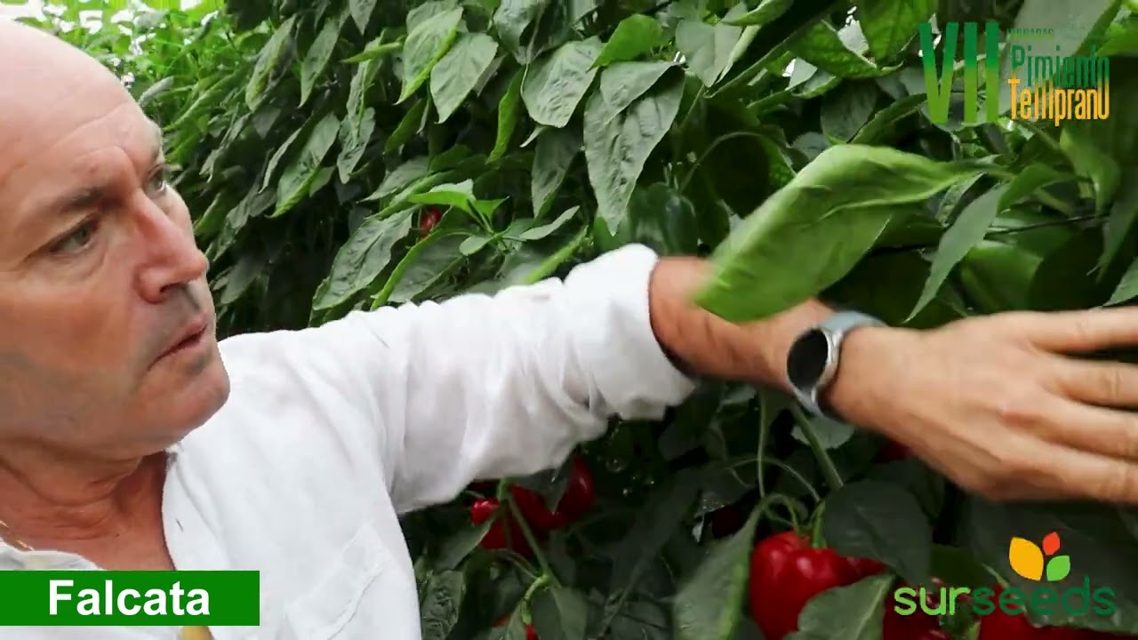 VII Jornadas Pimiento Temprano || Semillas Surseeds - Falcata y Ballesta