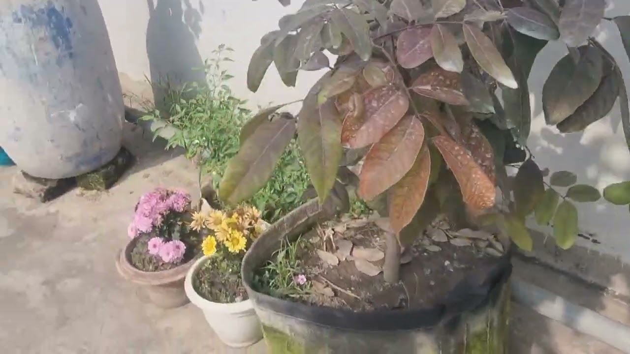 পুরো ছাদ বাগান এর একটি আপডেট 