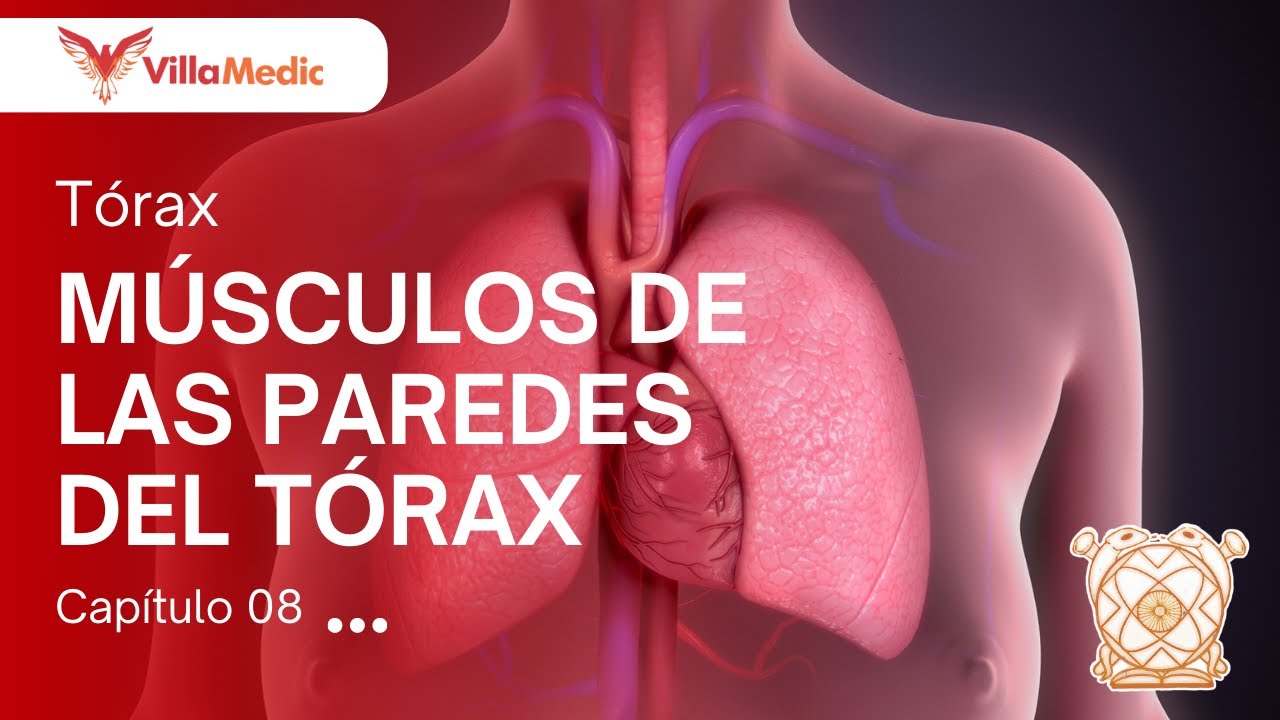 CC.BB. ANATO | Tórax: Músculos de las paredes del tórax - VillaMedic