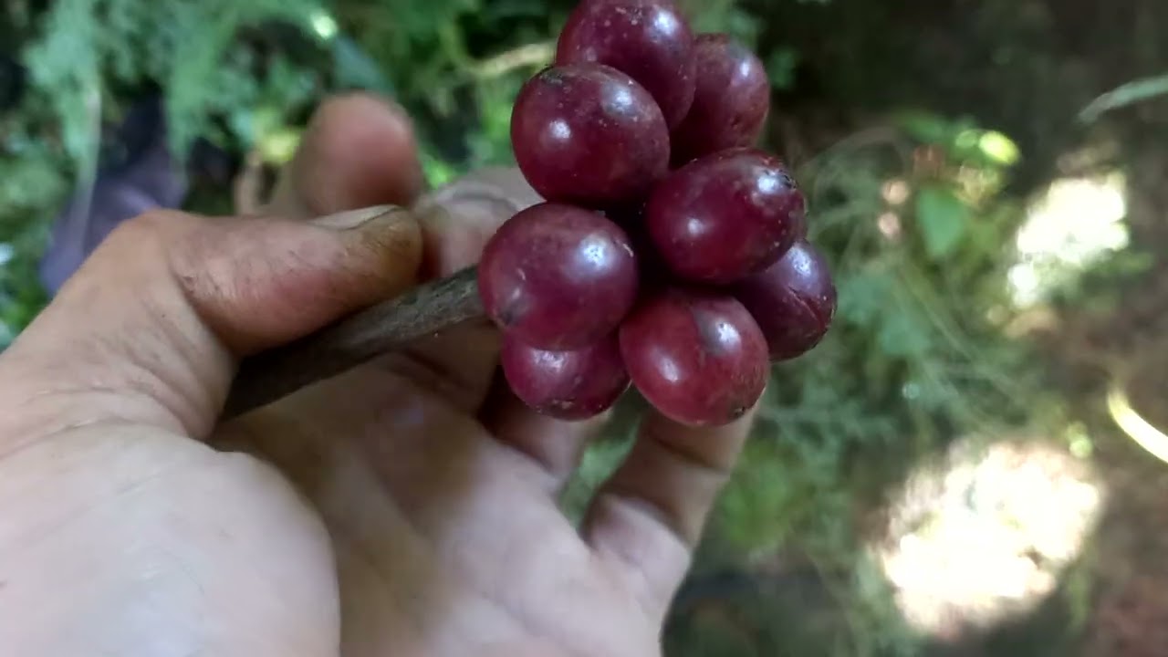 Giống cà phê năng suất cao cần xem xét khi tái canh