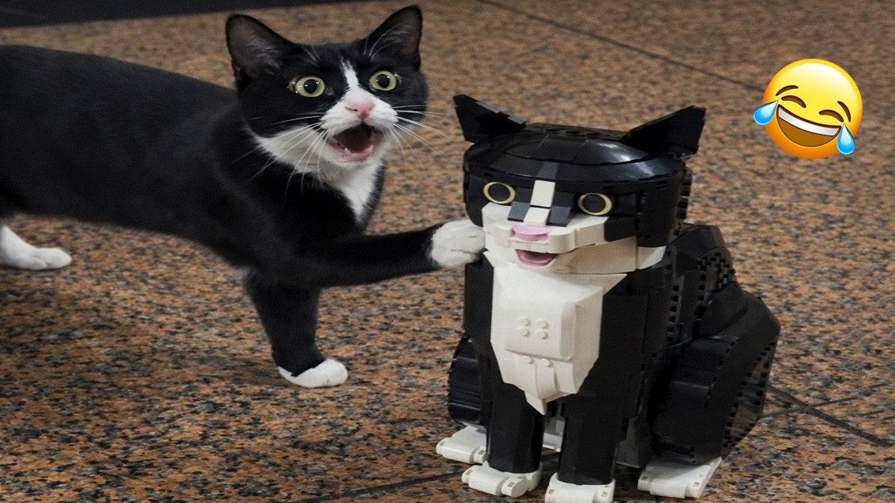 Top 100 Funniest Cats of the Year! 😹
