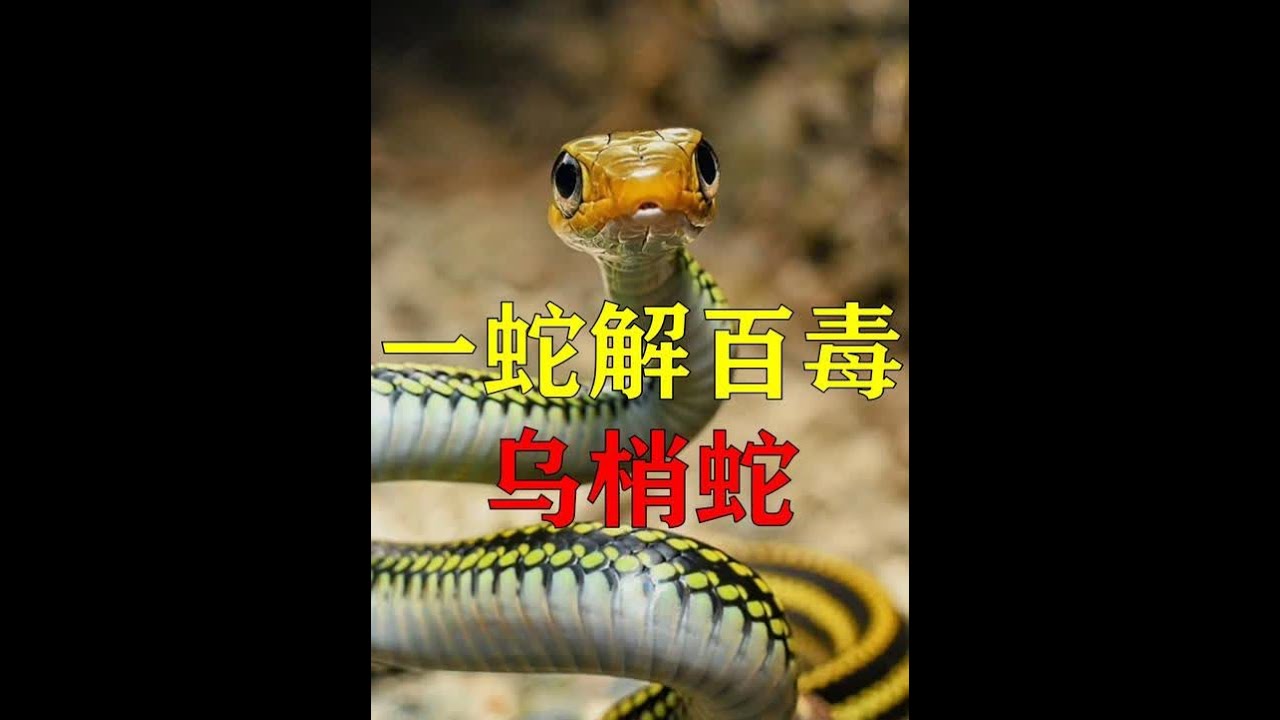 一血解百毒，鼠类的天敌：乌梢蛇 #乌梢蛇 #神奇动物在抖音 #动物世界 #科普 #自然奇境科普季