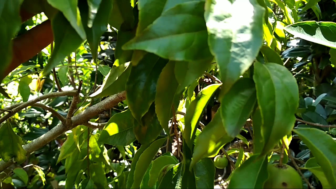 BUAH PLUM AUSIE