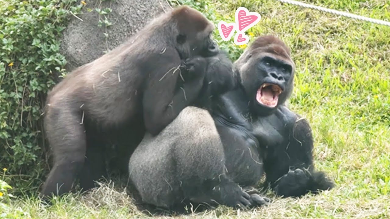 久違的狂丟草 Tayari對老公的小女人式撒嬌Tayari is deeply in love with D’jeeco＃金剛猩猩#gorilla