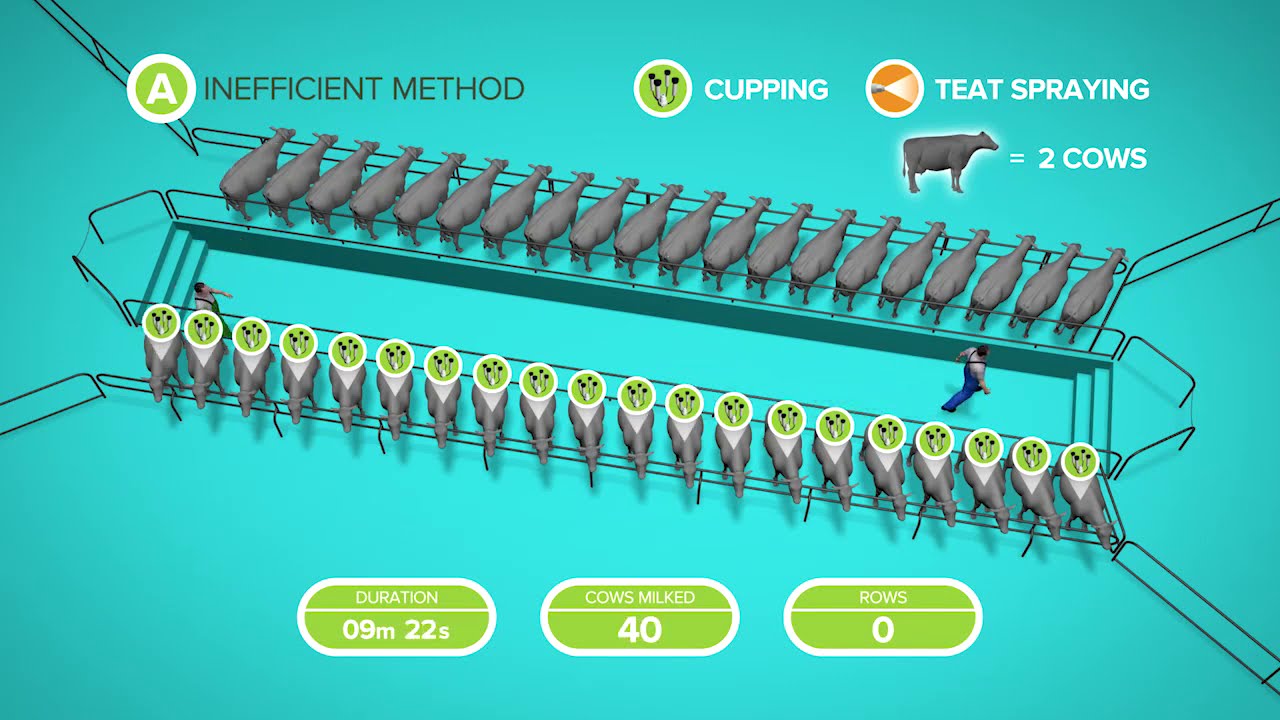 Herringbone - efficient milking routine