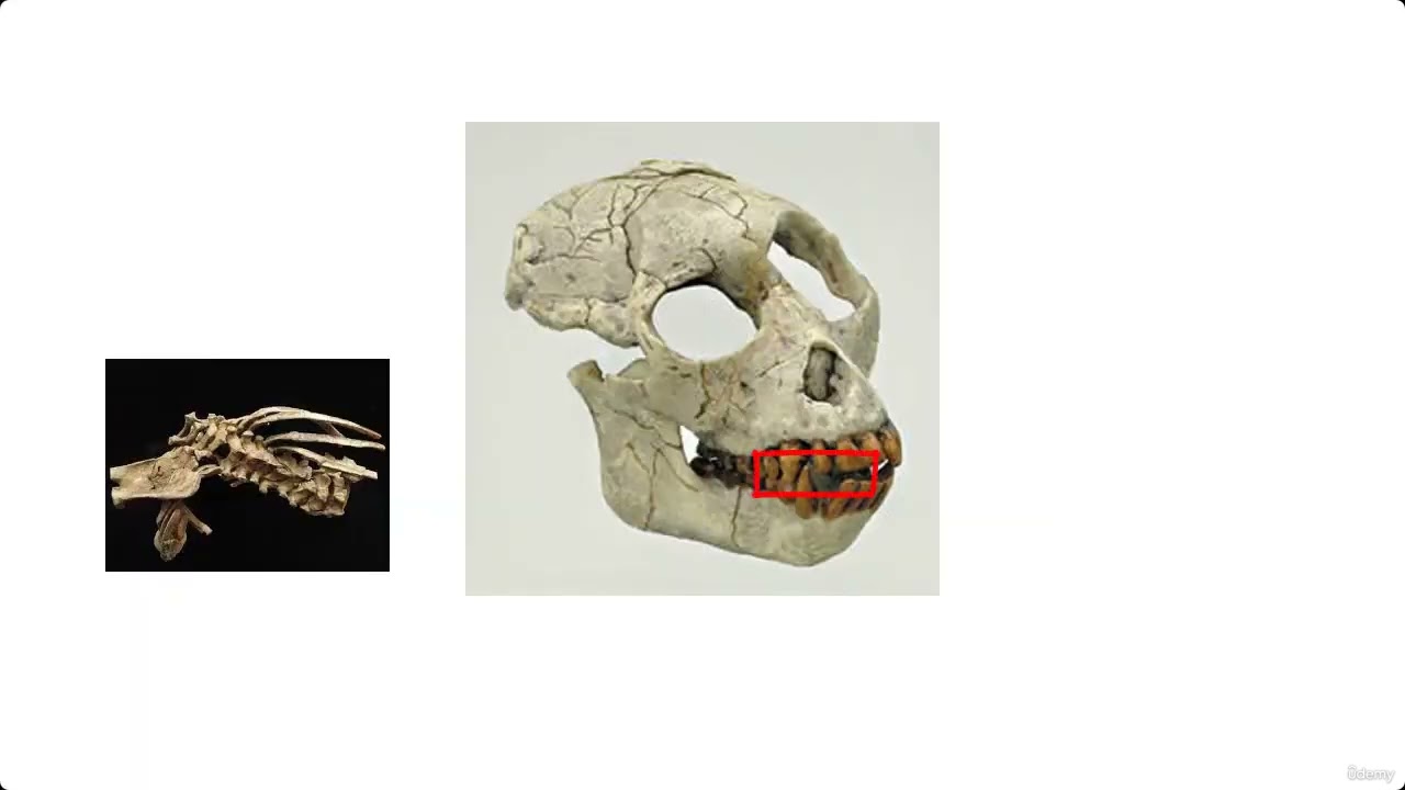 Evolución de los primates