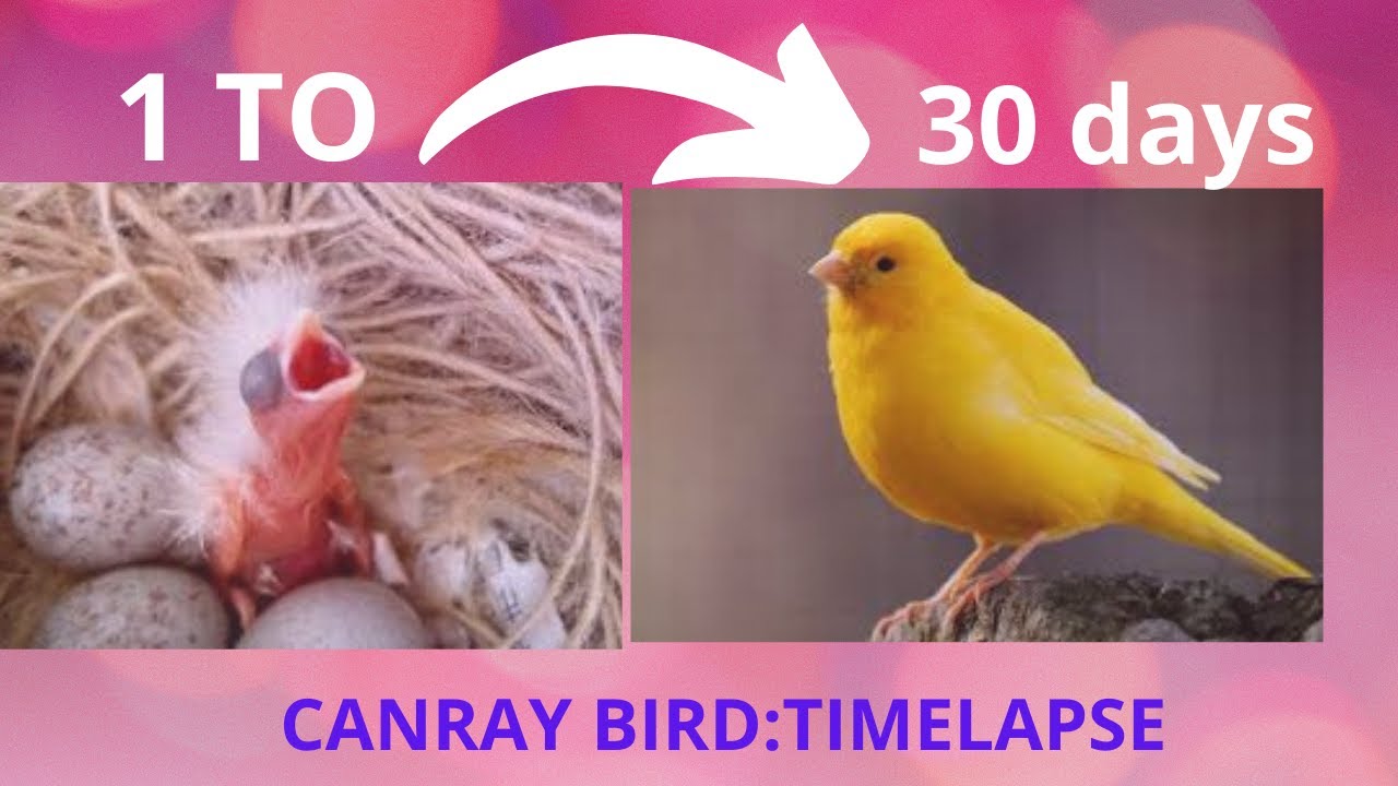 CANARY GROWTH STAGES | First 44 Days of Babies Timelapse