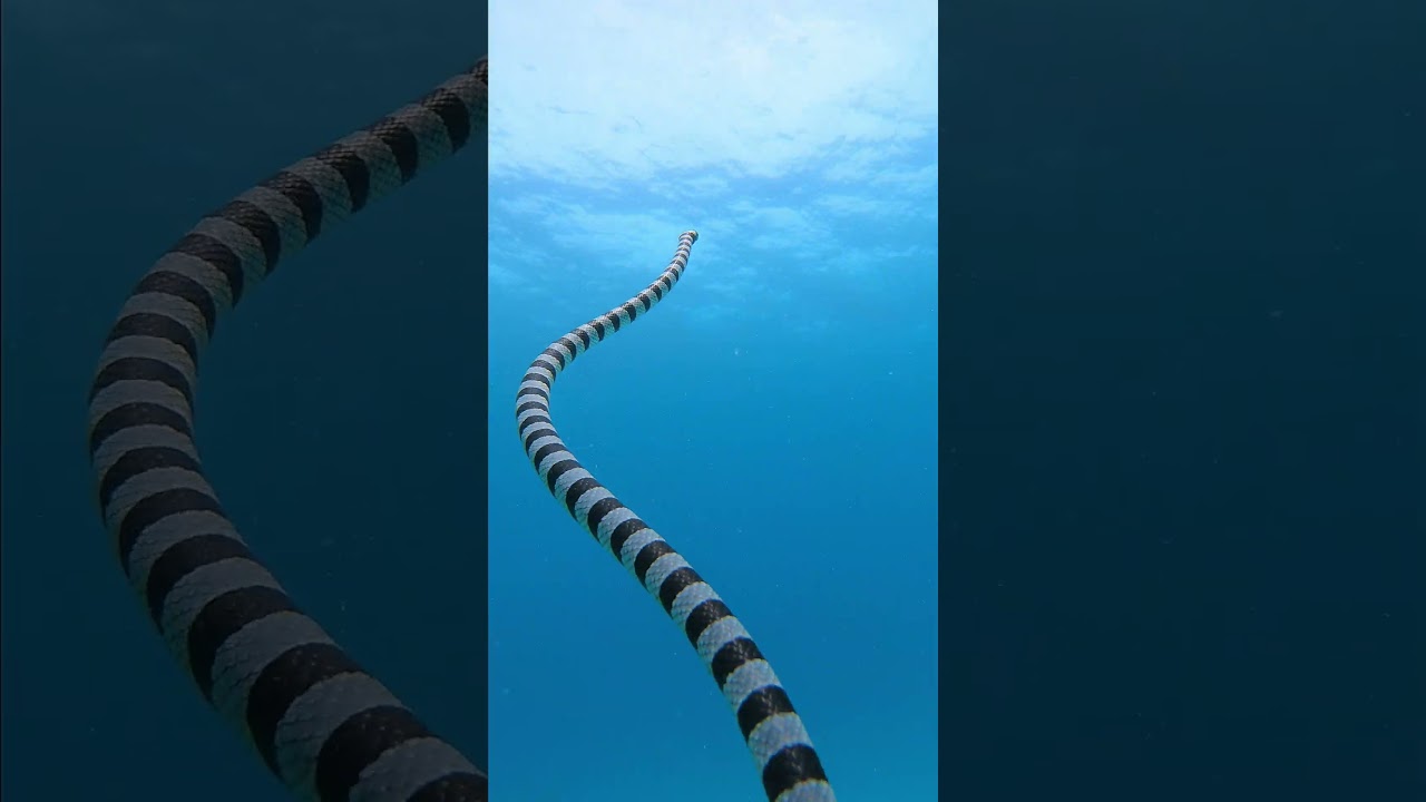 GoPro | Highly Venomous Sea Snake 🎬 Ke Han Koh #Shorts #Ocean