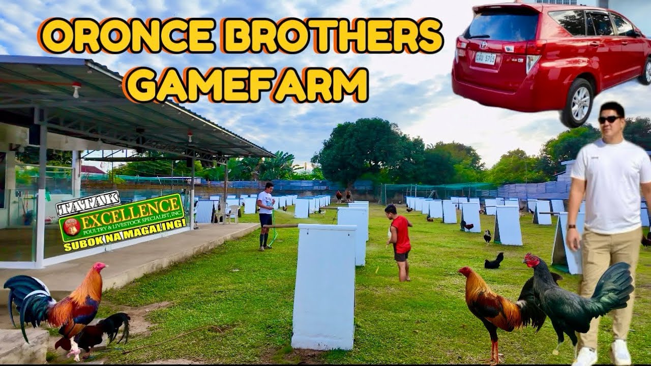 GANDA NG MGA MANOK  | ORONCE BROTHERS GAMEFARM | BAKAS BAKAS GAMEFARM |