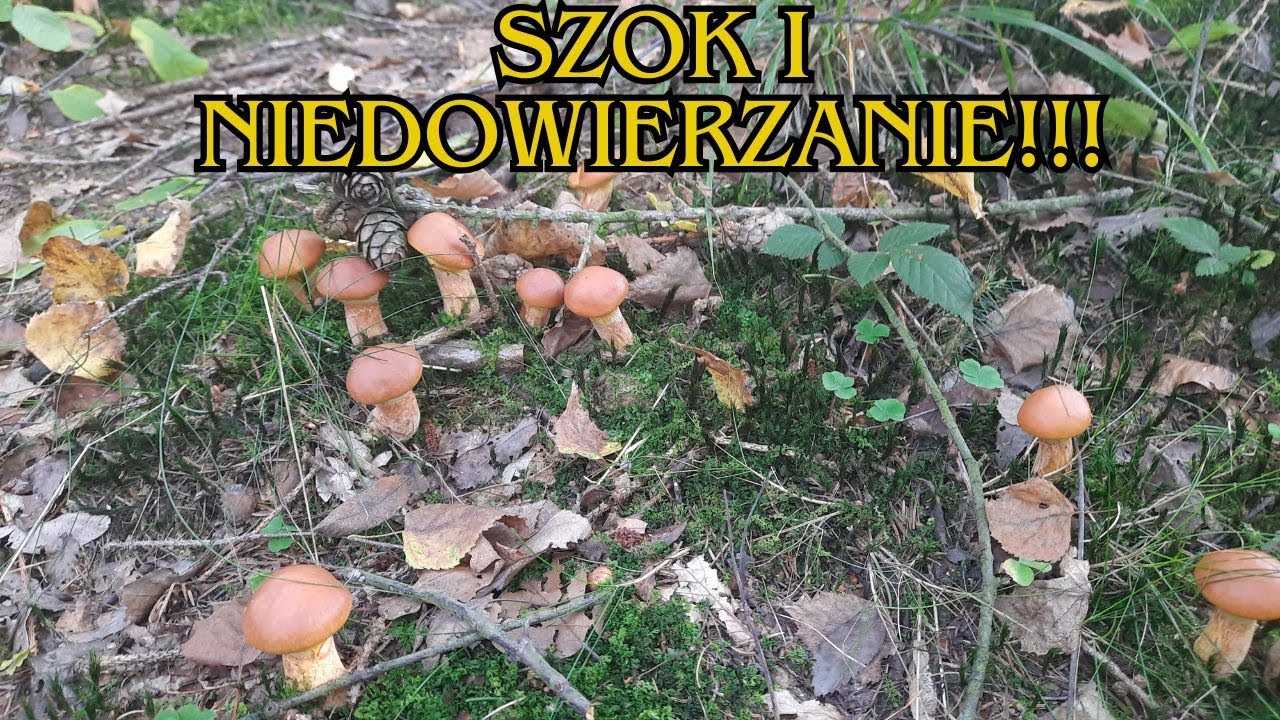 Największy wysyp, jaki widziałem. Szok!!! To trzeba zobaczyć, nie do opisania.