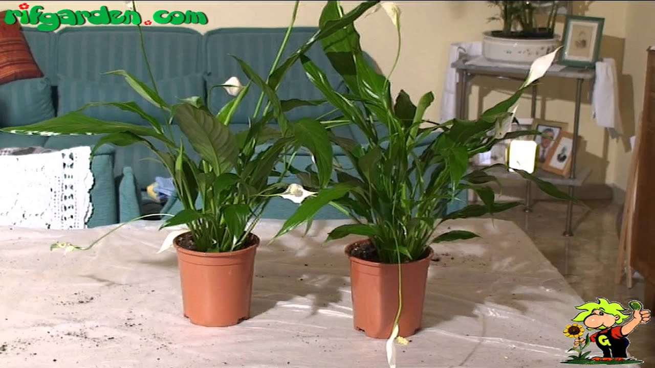 Growing Spathiphyllum
