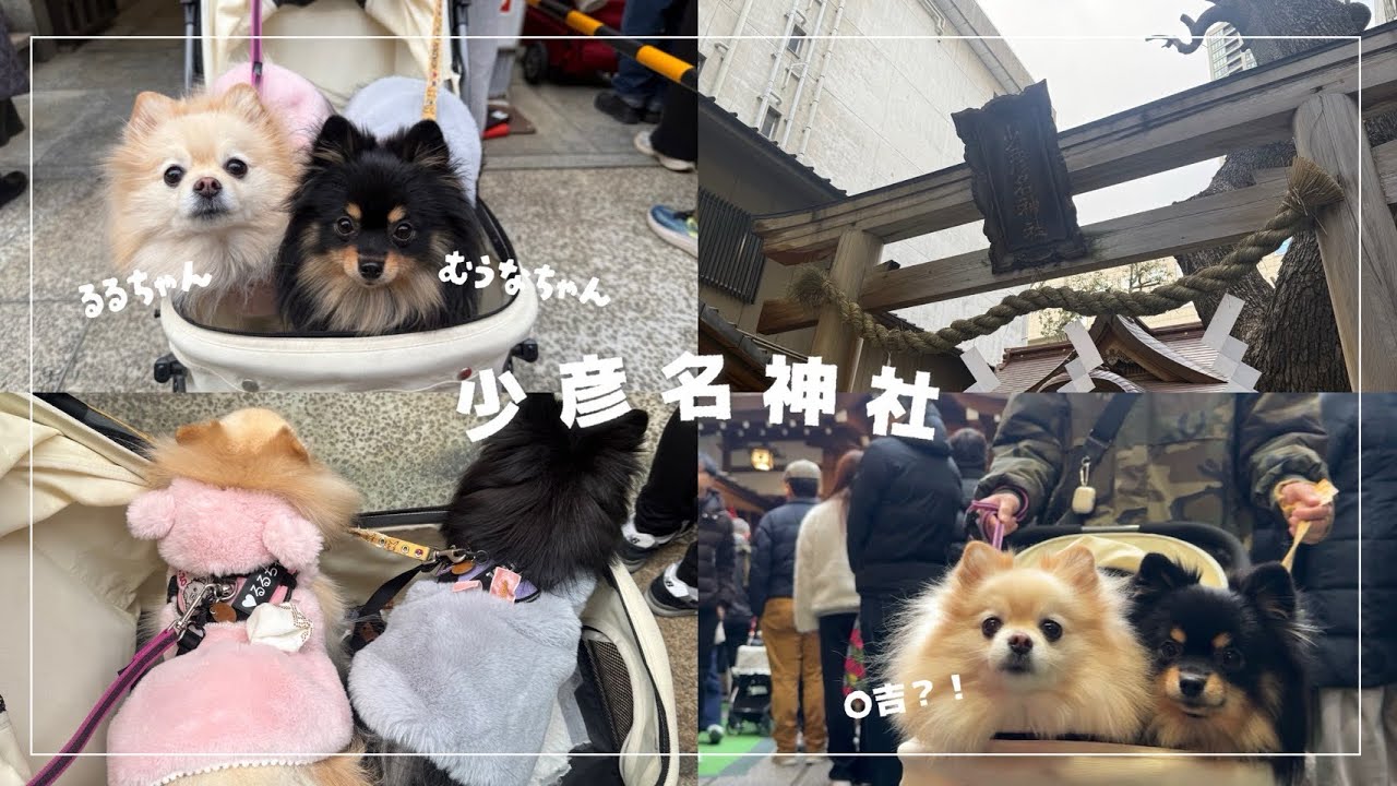 初詣に行ってきました