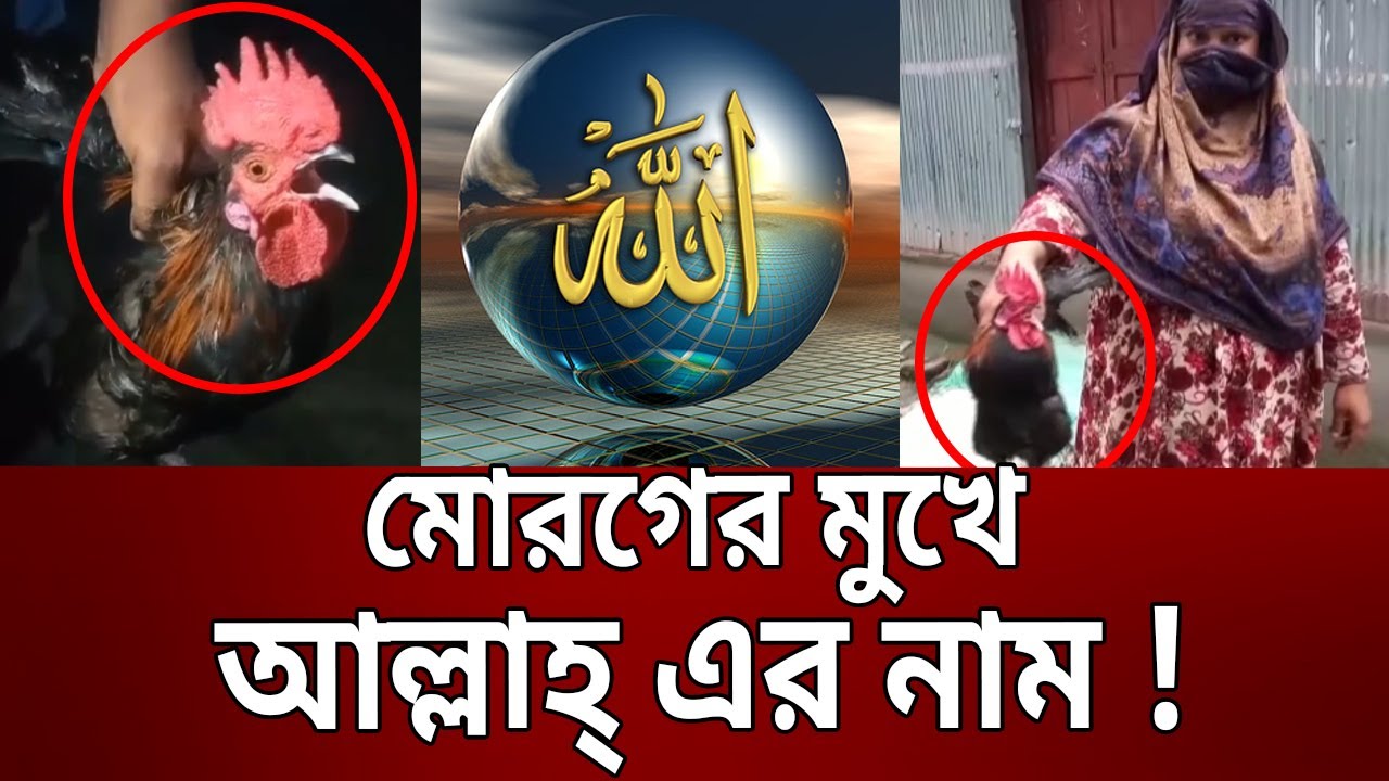 মোরগের মুখে আল্লাহ্‌ এর নাম ! | Rooster Calling Allah | Bangla News | Mytv News
