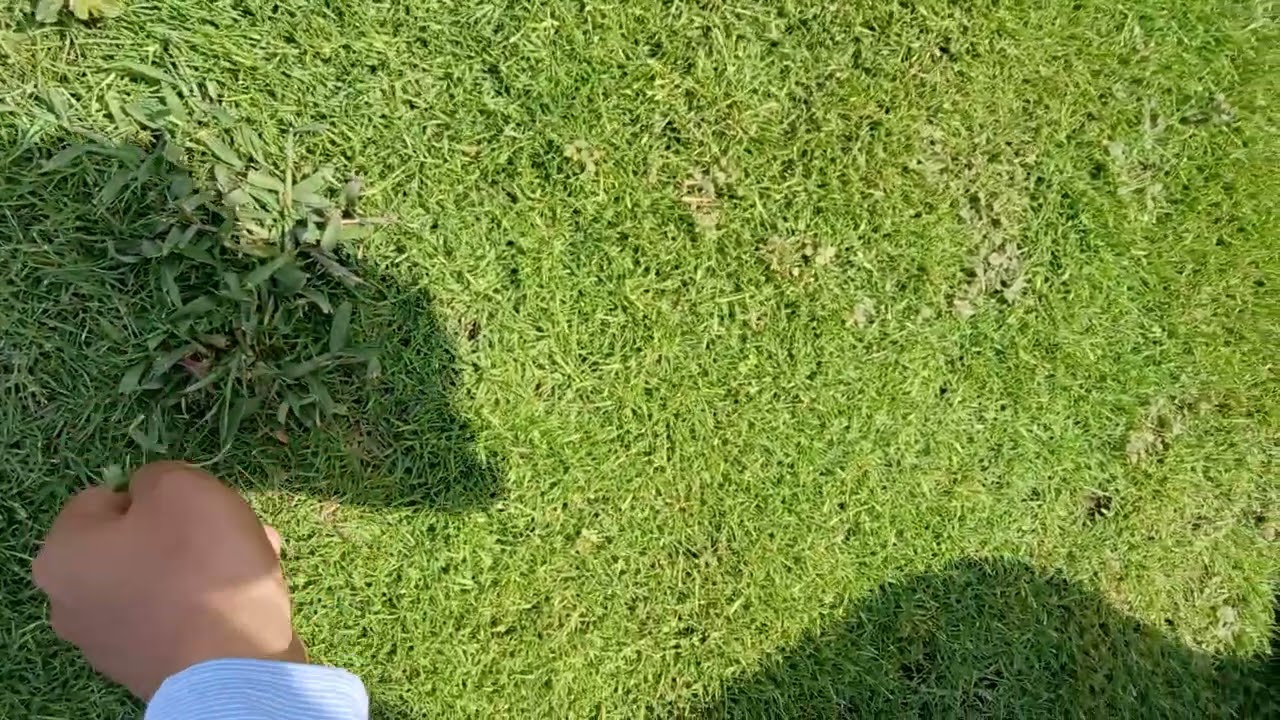 زراعة نجيل ياسبالم 10