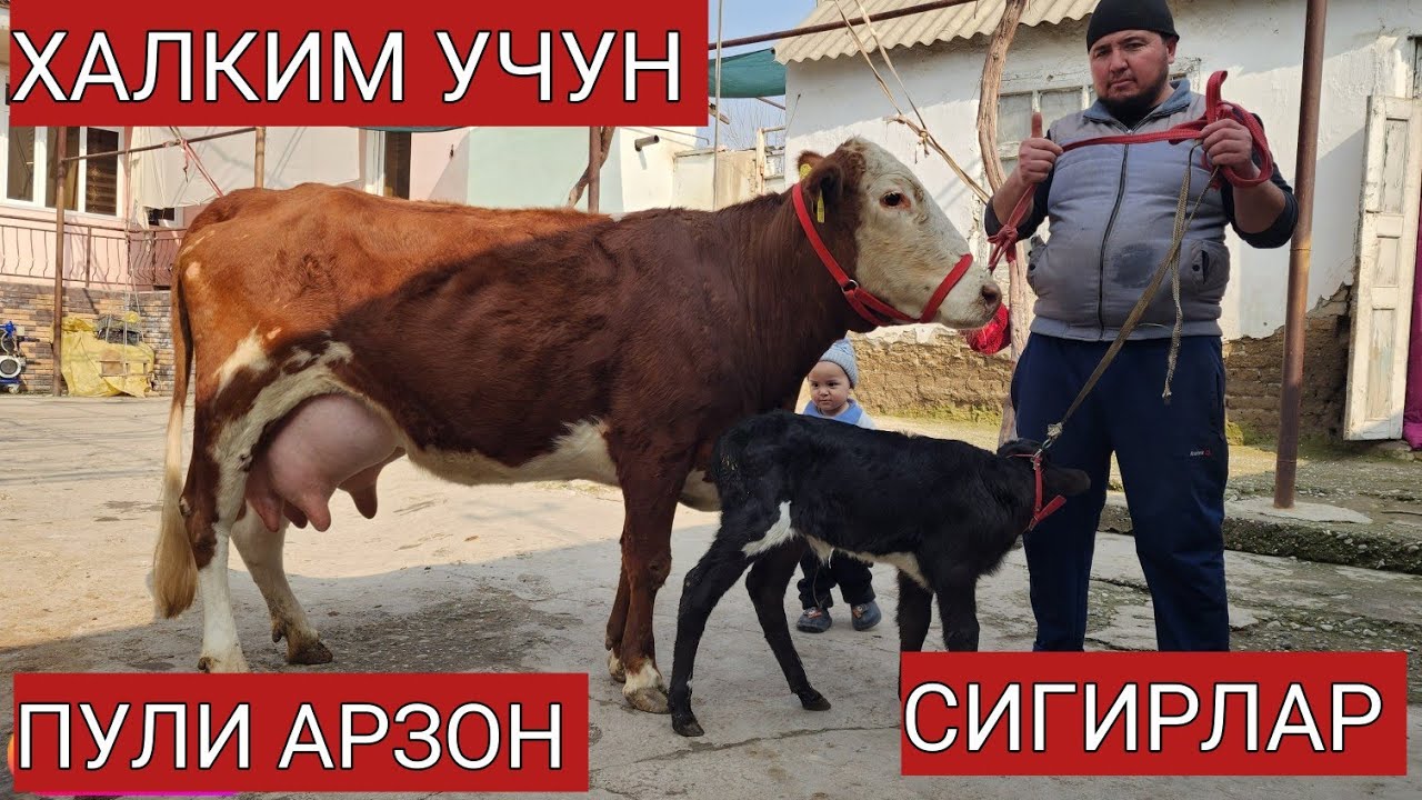 19-fevral, 2026 YARALANGAN QUSH XAMON UCHMOQDA🔥🤲 BUNAQASI KAM BÕLADI 