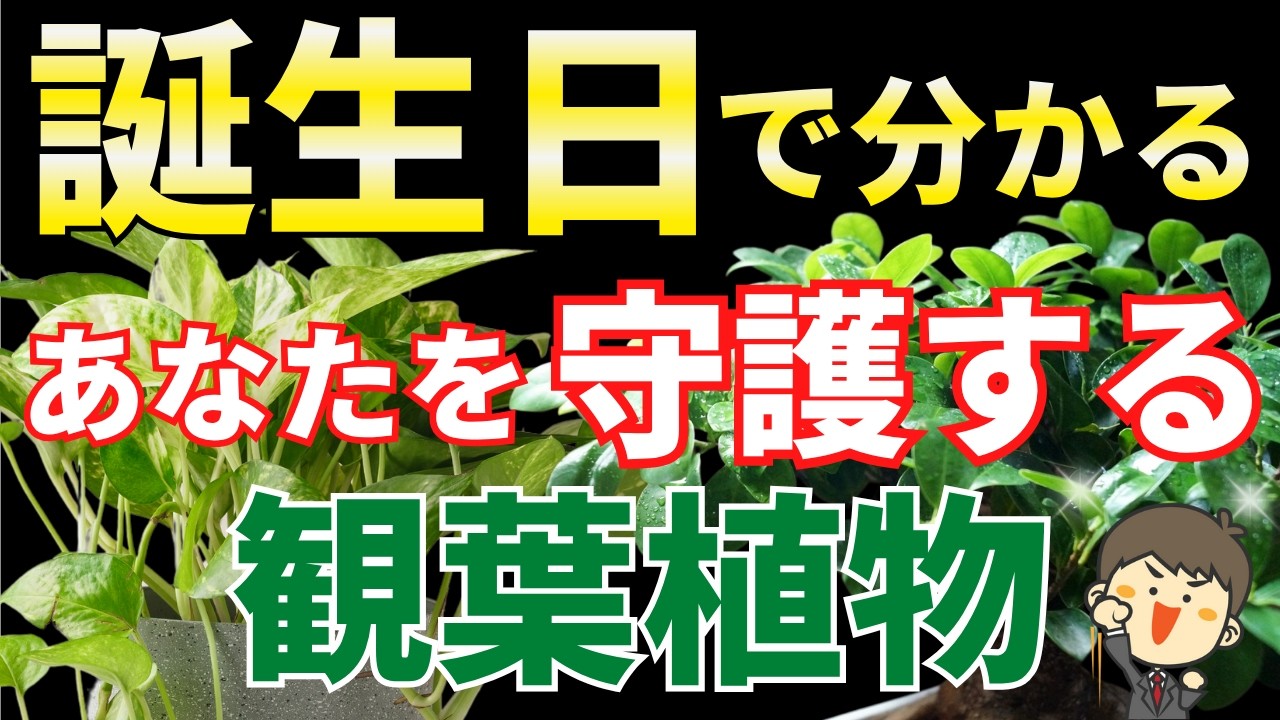誕生日で分かる【あなたのラッキー観葉植物】を風水アドバイザーが解説します
