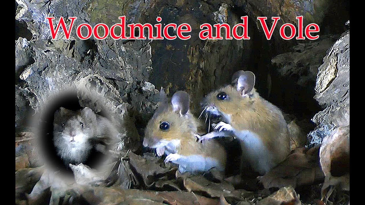 Wood mouse and common vole video