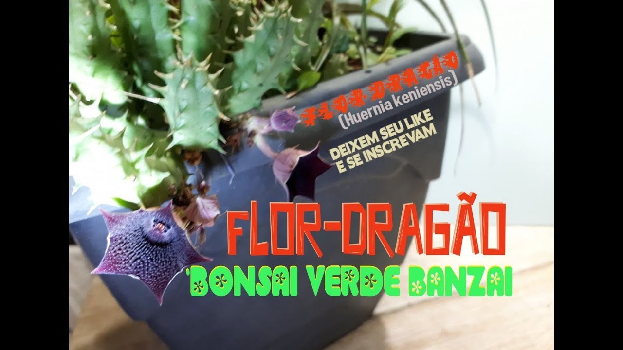 FLOR-DRAGÃO (Huernia keniensis). MAIS UMA LINDA SUCULENTA PARA VOCÊ.