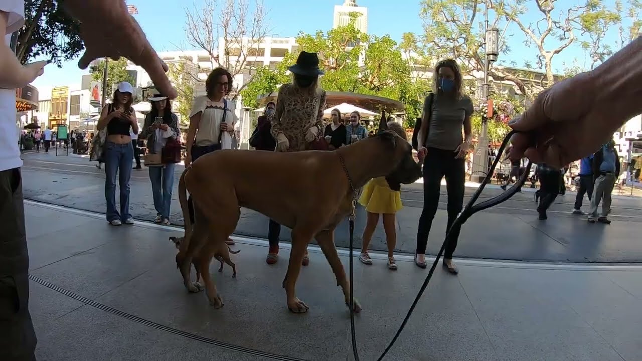 Cash 2.0 Great Dane at The Grove and Farmers Market in Los Angeles 12