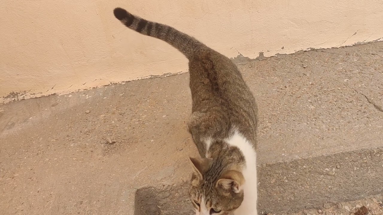 What do you think about me adopting this pregnant cat and taking care of her?