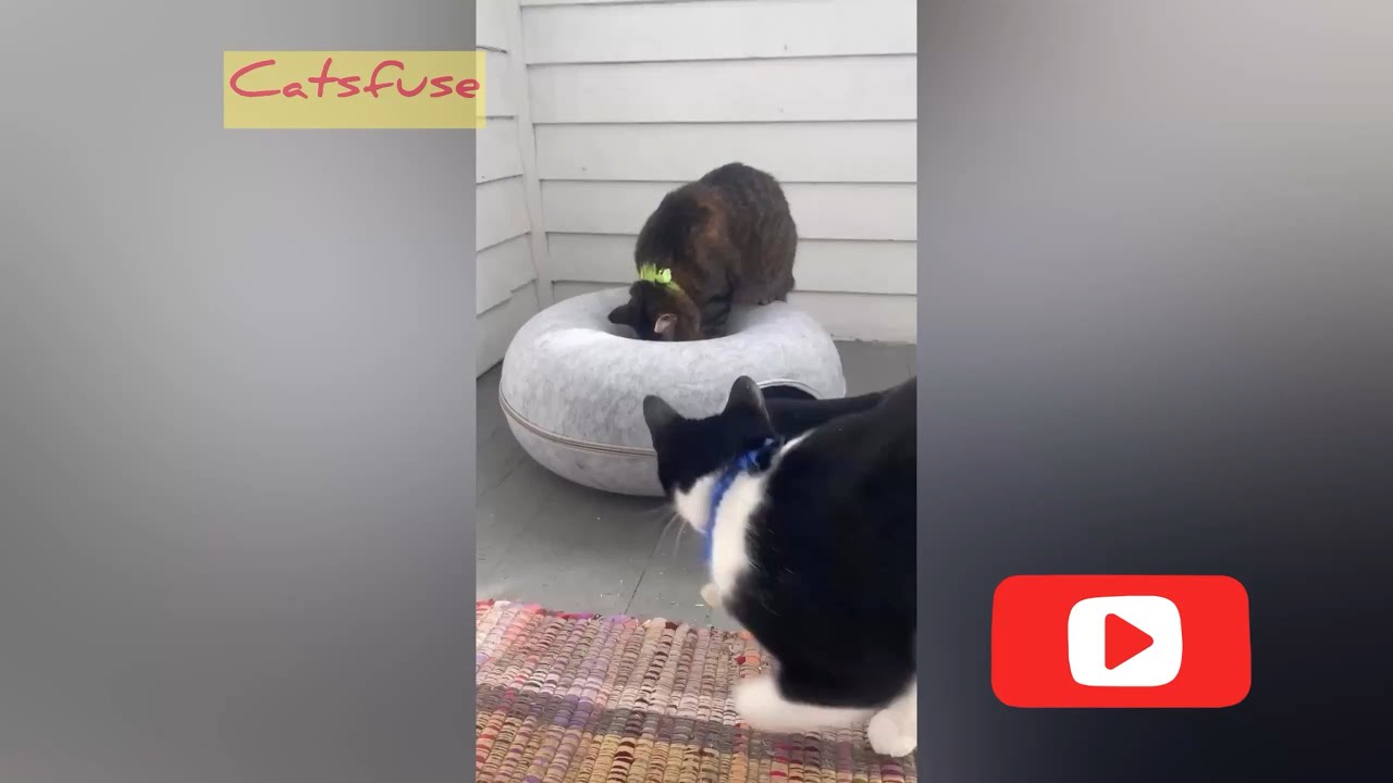 Epic Funny Cats Moments 😹 Best Try Not to Laugh!