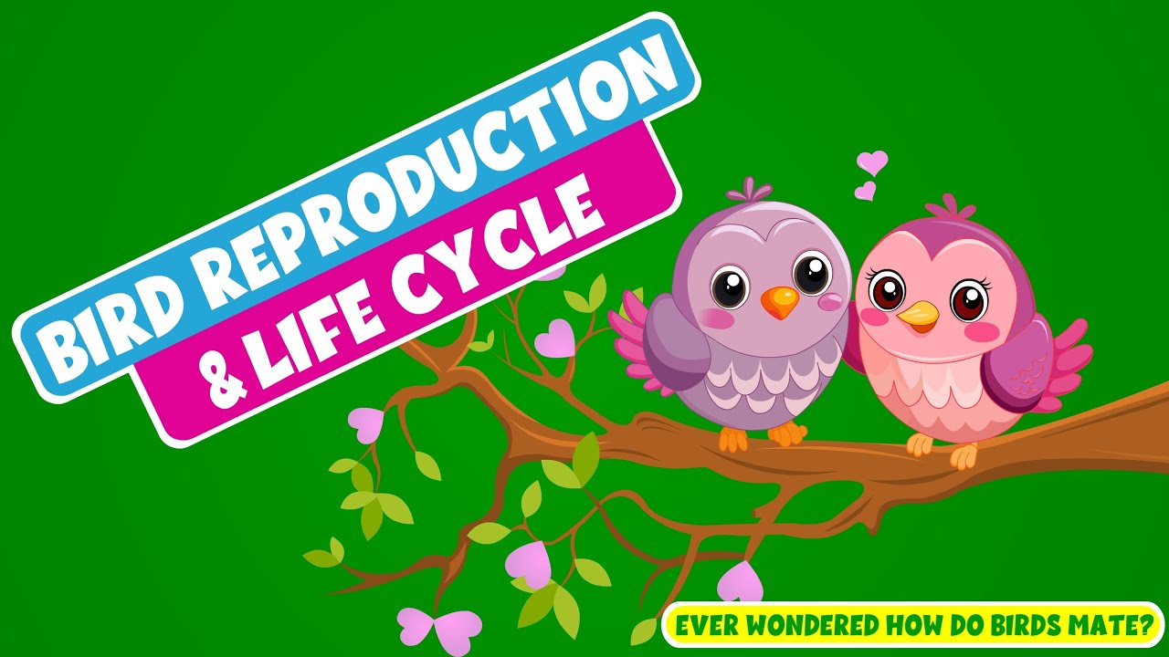 Life Cycle of Birds for Kids - How do Birds Reproduce? - Bird Reproduction and Life Cycle #video