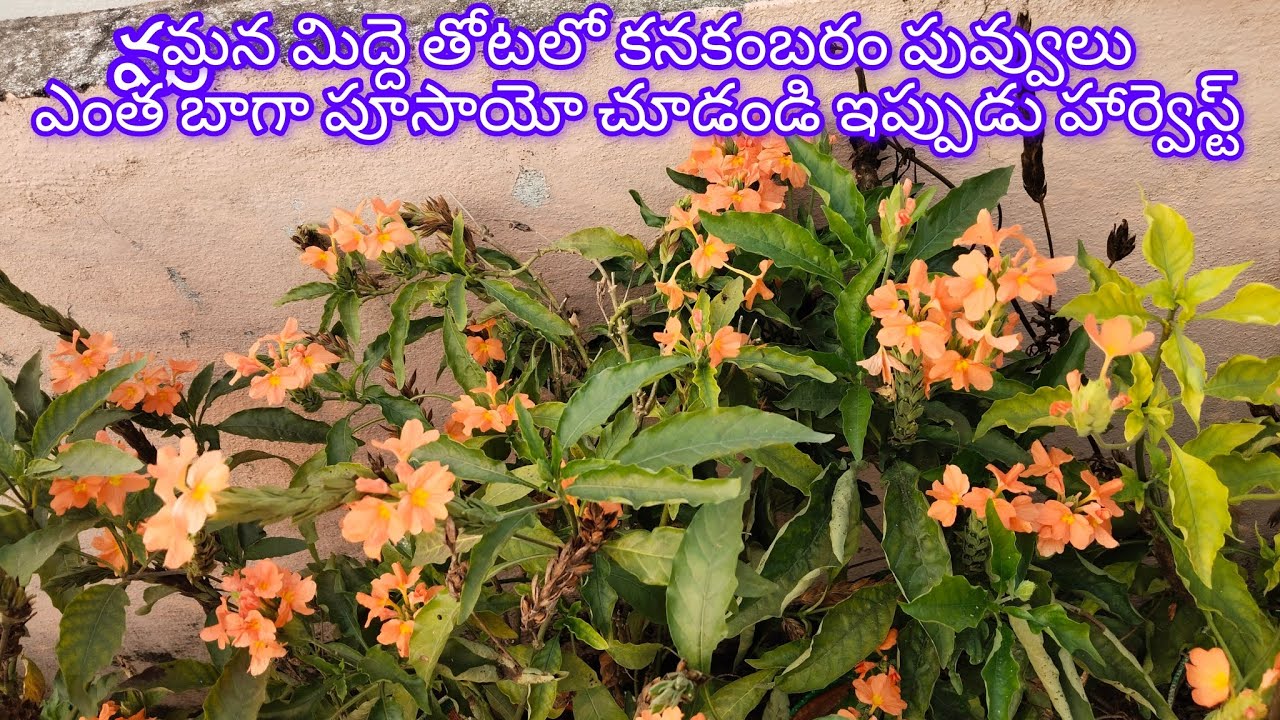 మన మిద్దె తోటలో కనకాంబరం పువ్వులు ఎంత బాగా పూసాయో చూడండి ఇప్పుడు హార్వెస్ట్ #(Giri garden)