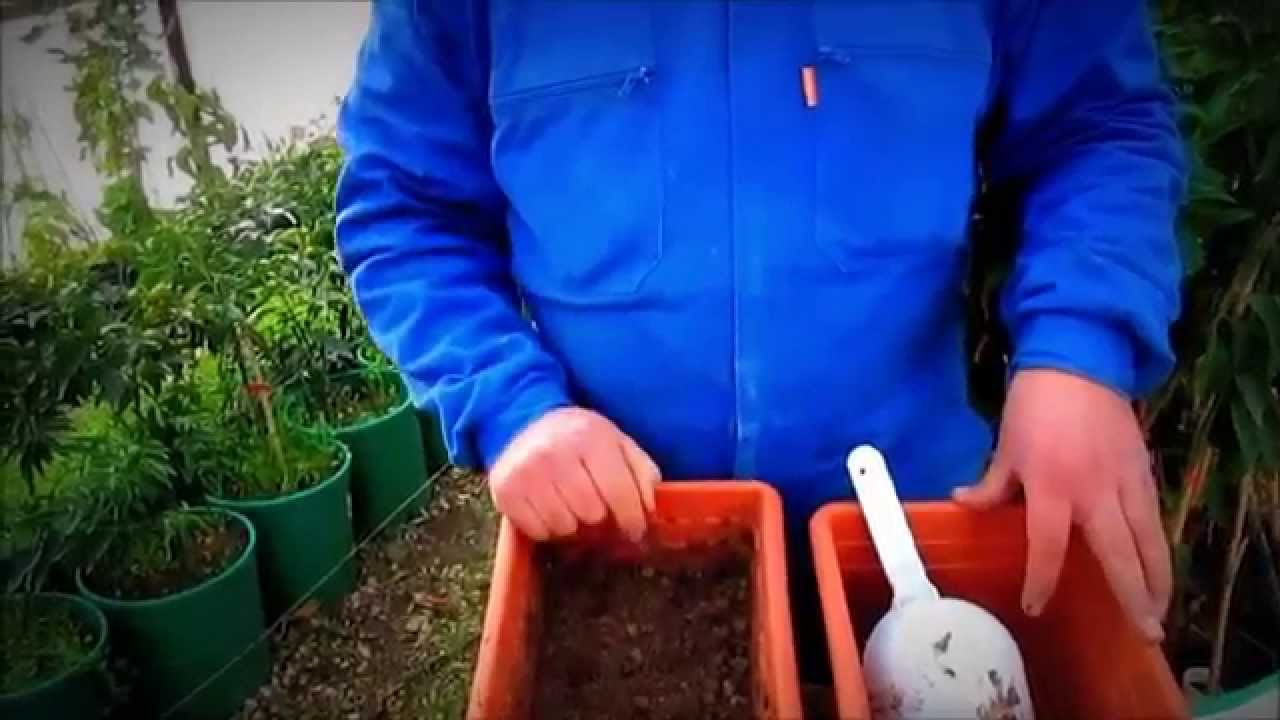 Çiçek Tohumu Nasıl Ekilir Ne Zaman Ekilir Nasıl Çimlendirilir