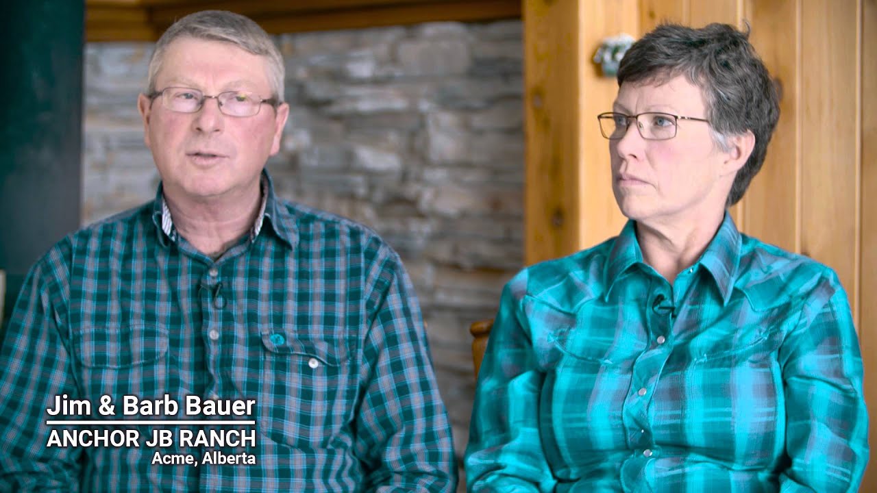 Winter Grazing Systems: Crop Options for Swath Grazing