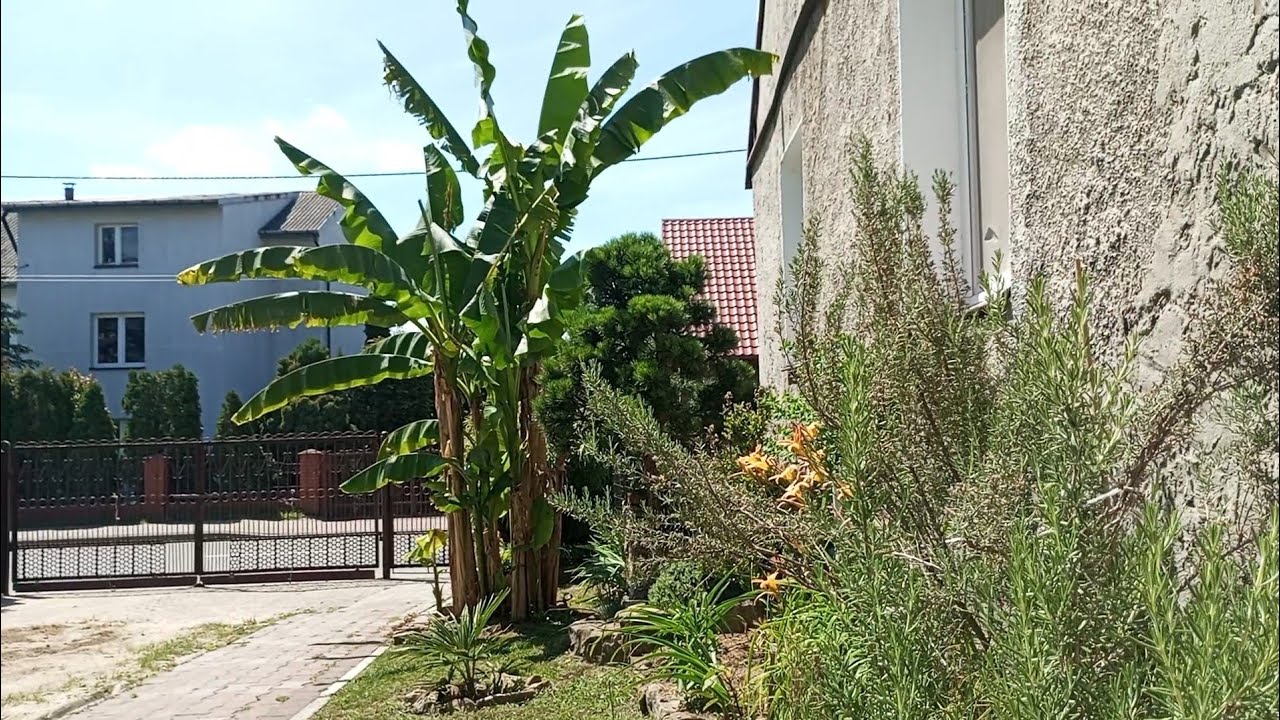 (304) Spacer po czerwcowym ogrodzie cz.2🌴🍌👍😎